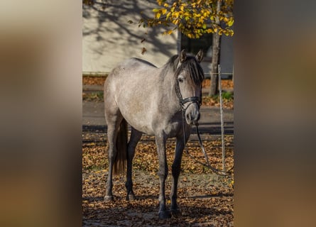 Inne kuce/małe konie, Klacz, 3 lat, 148 cm, Siwa jabłkowita