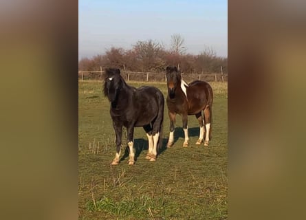 Inne kuce/małe konie, Klacz, 4 lat, 130 cm, Srokata