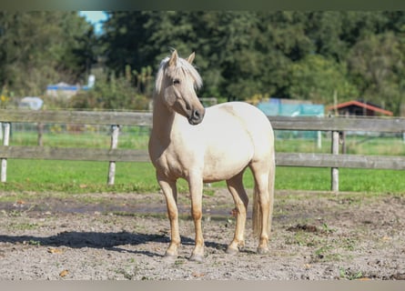 Inne kuce/małe konie Mix, Klacz, 4 lat, 140 cm, Cremello