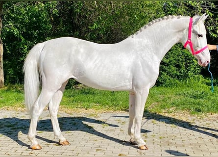 Inne kuce/małe konie, Klacz, 4 lat, 145 cm, Siwa