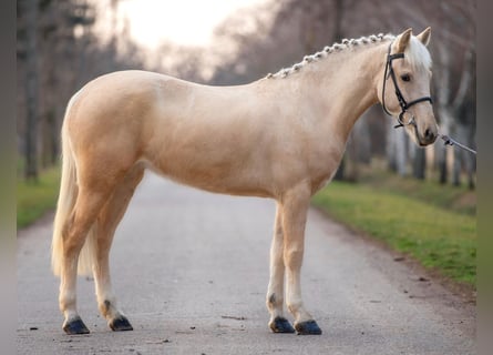 Inne kuce/małe konie, Klacz, 5 lat, 140 cm