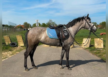 Inne kuce/małe konie, Klacz, 5 lat, 141 cm, Siwa