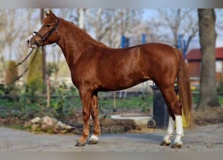 Inne kuce/małe konie, Klacz, 5 lat, 145 cm, Kasztanowata