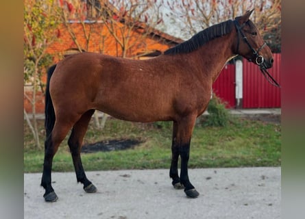 Inne kuce/małe konie, Klacz, 5 lat, 150 cm, Gniada