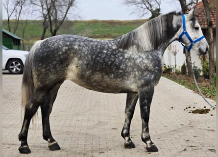 Inne kuce/małe konie, Klacz, 6 lat, 150 cm