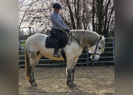 Inne kuce/małe konie, Klacz, 6 lat, 151 cm, Siwa jabłkowita