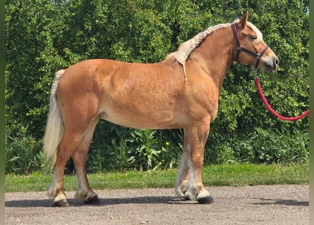 Inne kuce/małe konie, Klacz, 6 lat, 153 cm, Kasztanowata