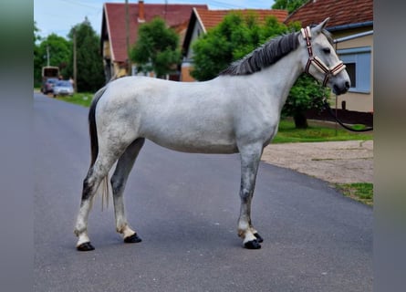 Inne kuce/małe konie, Klacz, 8 lat, 140 cm