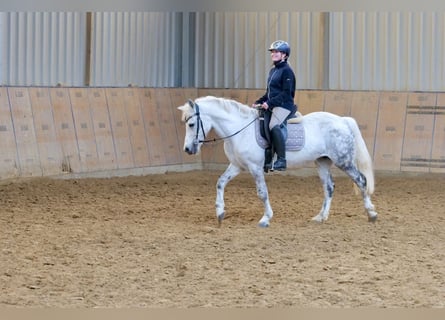 Inne kuce/małe konie, Klacz, 9 lat, 135 cm, Siwa jabłkowita