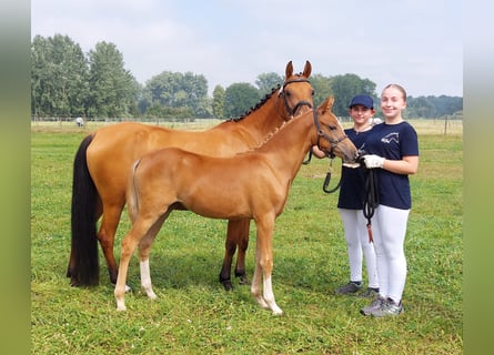 Inne kuce/małe konie, Klacz, Źrebak (03/2024), 139 cm, Kasztanowata