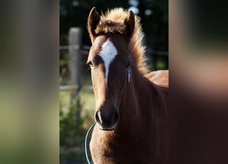 Inne kuce/małe konie, Ogier, 3 lat, 140 cm, Kasztanowata