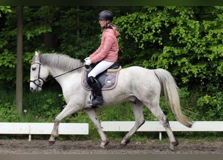 Inne kuce/małe konie, Wałach, 10 lat, 143 cm, Siwa