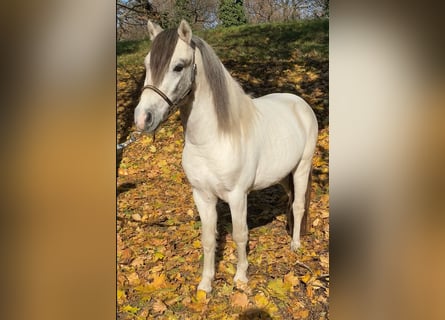 Inne kuce/małe konie, Wałach, 3 lat, 117 cm, Siwa