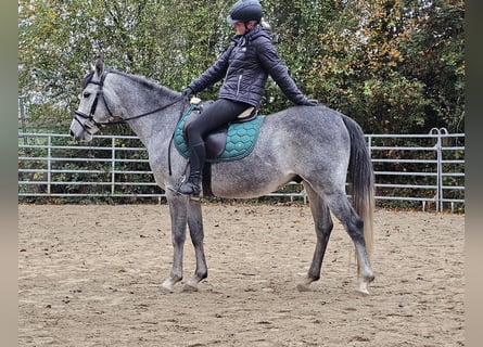 Inne kuce/małe konie, Wałach, 4 lat, 151 cm, Siwa jabłkowita