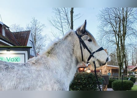 Inne kuce/małe konie, Wałach, 5 lat, 154 cm, Siwa