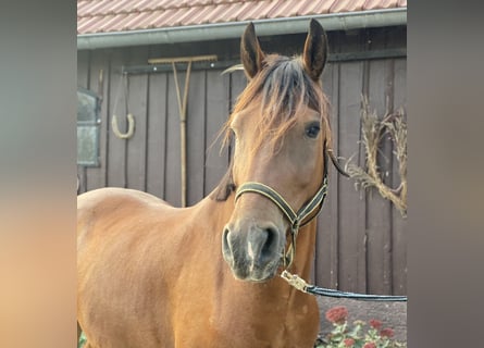 Inne kuce/małe konie, Wałach, 6 lat, 150 cm, Gniada
