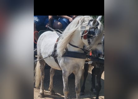 Inne kuce/małe konie, Wałach, 7 lat, 120 cm, Siwa