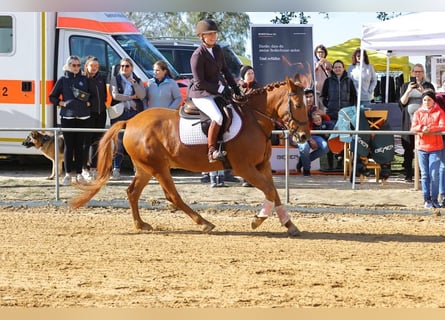 Inne kuce/małe konie, Wałach, 7 lat, 152 cm, Kasztanowata