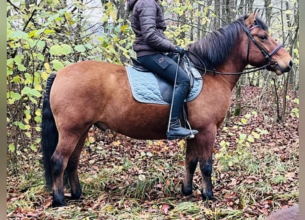 Inne kuce/małe konie, Wałach, 9 lat, 146 cm, Gniada