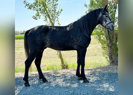 Inne kuce/małe konie, Wałach, 9 lat, 155 cm, Siwa jabłkowita