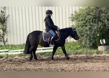Inne kuce/małe konie, Klacz, 10 lat, 120 cm, Gniada