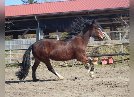 Inne kuce/małe konie, Klacz, 10 lat, 145 cm, Gniada