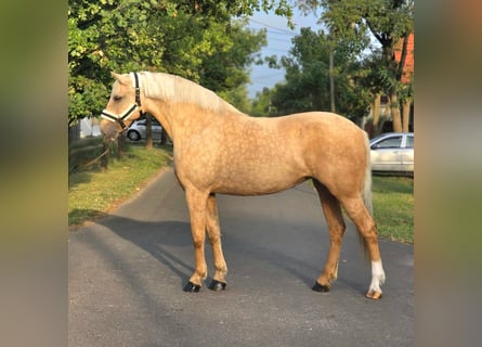 Inne kuce/małe konie, Klacz, 10 lat, 155 cm, Izabelowata