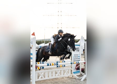 Inne kuce/małe konie Mix, Klacz, 11 lat, 140 cm, Srokata