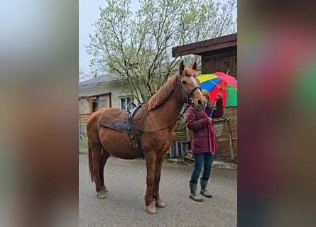 Inne kuce/małe konie Mix, Klacz, 11 lat, 145 cm, Kasztanowata