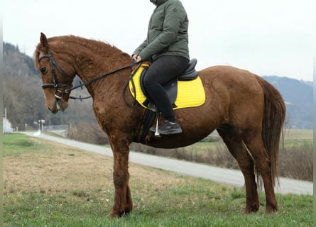 Inne kuce/małe konie Mix, Klacz, 11 lat, 145 cm, Kasztanowata