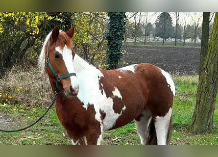 Inne kuce/małe konie, Klacz, 11 lat, 147 cm, Srokata