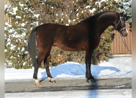 Inne kuce/małe konie, Klacz, 12 lat, 152 cm, Gniada