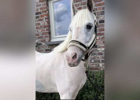 Inne kuce/małe konie, Klacz, 13 lat, 136 cm, Siwa