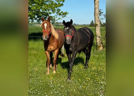 Inne kuce/małe konie, Klacz, 2 lat, 155 cm, Może być siwy
