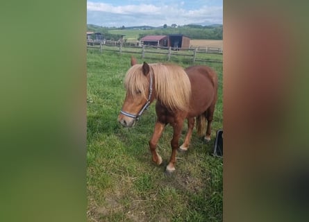 Inne kuce/małe konie, Klacz, 3 lat, 130 cm, Kasztanowata