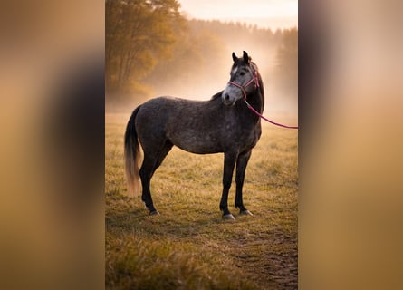 Inne kuce/małe konie, Klacz, 3 lat, 142 cm, Siwa jabłkowita