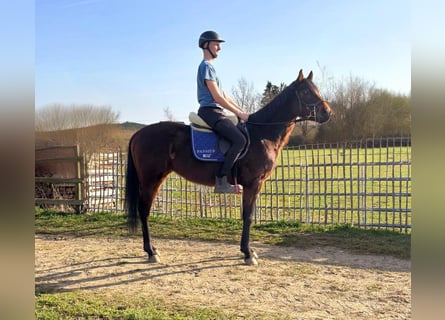 Inne kuce/małe konie, Klacz, 3 lat, 148 cm, Gniada