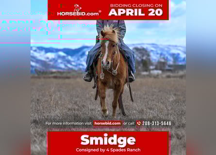 Inne kuce/małe konie, Klacz, 4 lat, 109 cm, Cisawa