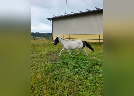Inne kuce/małe konie, Klacz, 4 lat, 116 cm, Srokata