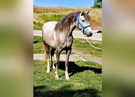 Inne kuce/małe konie, Klacz, 4 lat, 140 cm, Siwa jabłkowita