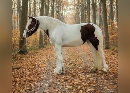 Inne kuce/małe konie, Klacz, 4 lat, 143 cm, Srokata