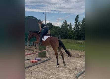 Inne kuce/małe konie, Klacz, 4 lat, 150 cm, Gniada