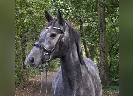 Inne kuce/małe konie, Klacz, 4 lat, 153 cm, Karosiwa