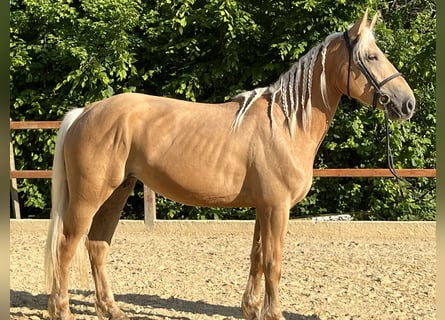 Inne kuce/małe konie, Klacz, 4 lat, 163 cm, Izabelowata