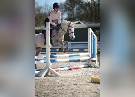 Inne kuce/małe konie, Klacz, 5 lat, 122 cm, Siwa