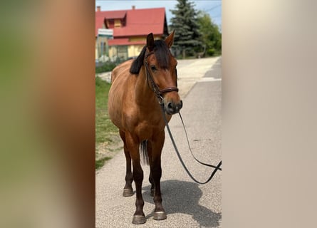 Inne kuce/małe konie, Klacz, 5 lat, 142 cm, Kasztanowata