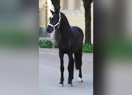 Inne kuce/małe konie, Klacz, 5 lat, 148 cm, Kara