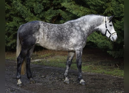 Inne kuce/małe konie, Klacz, 5 lat, 155 cm, Siwa jabłkowita