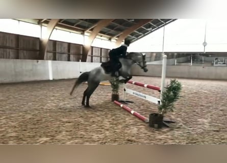 Inne kuce/małe konie, Klacz, 5 lat, 155 cm, Siwa jabłkowita