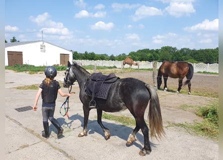 Inne kuce/małe konie, Klacz, 6 lat, 123 cm, Siwa jabłkowita